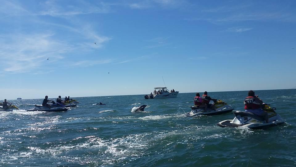 Jet-Ski-Dolphin-Watch-Tour-image-2